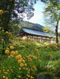 Golden Yamabuki Flowers at Matsuo Taisha