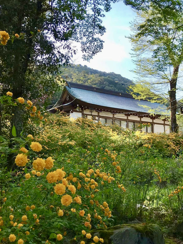Golden Yamabuki Flowers at Matsuo Taisha
