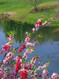 Shanghai Chenshan Botanical Garden– A World of Plants Under One Sky