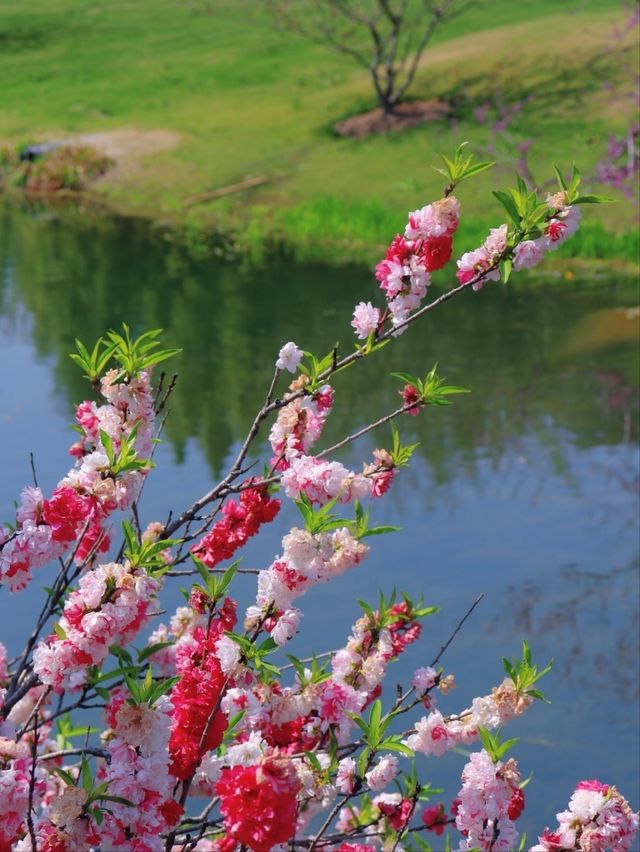 Shanghai Chenshan Botanical Garden– A World of Plants Under One Sky