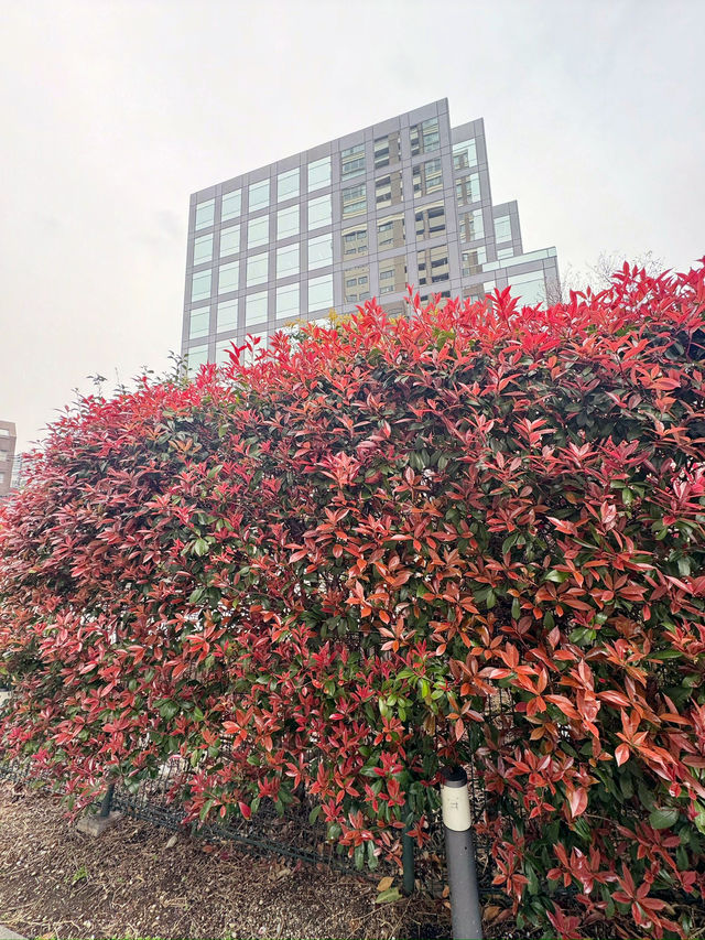 東京｜目黑區一日遊 🌸