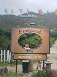 great cameron valley tea