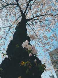 April Blooming in Seoul and in Soul🌸🌸