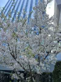 【東京】チューリップ×桜
