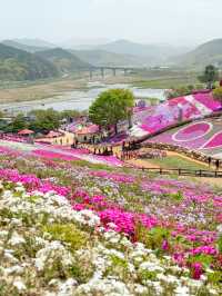핑크빛 꽃잔디로 물드는 산청 생초국제조각공원💖