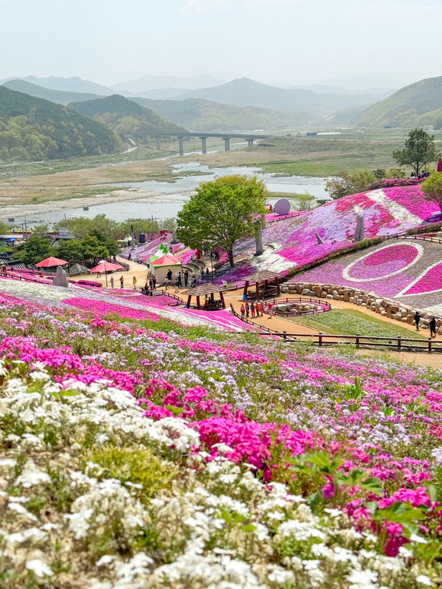 핑크빛 꽃잔디로 물드는 산청 생초국제조각공원💖