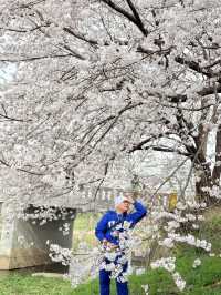 CHERRY BLOSSOMS IN SOUTH KOREA