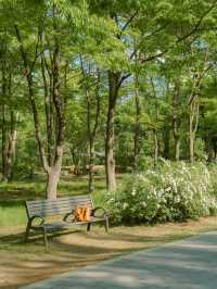 나무 사이 햇살 쏟아지는 숲속 산책길 🌳☀️