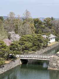 다양한 종류의 벚꽃🌸을 보고 싶다면 무조건 니조성 🏯 元離宮二条城