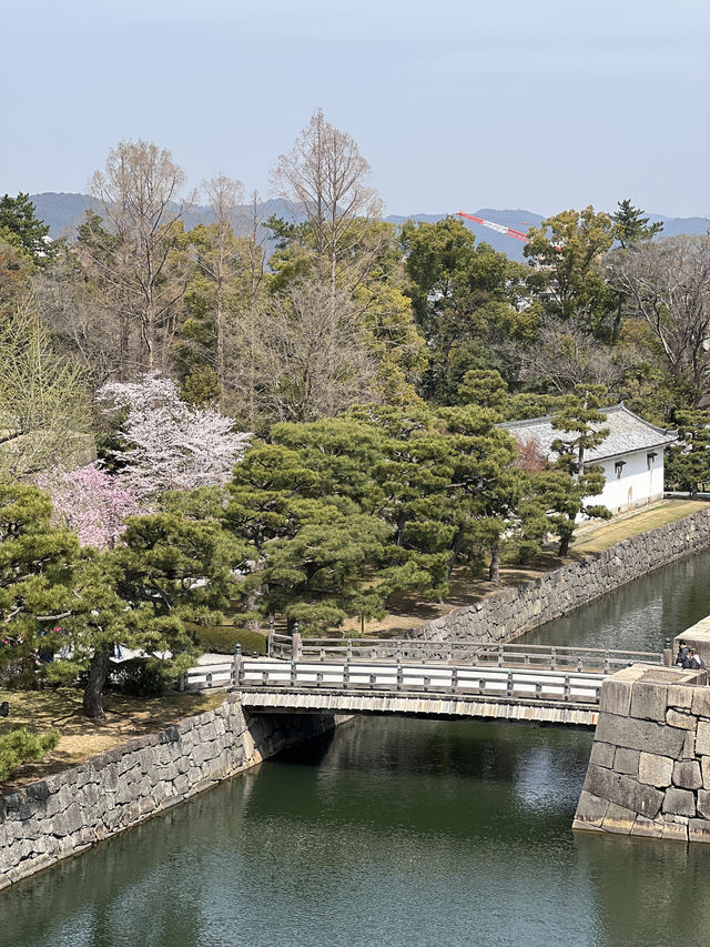 다양한 종류의 벚꽃🌸을 보고 싶다면 무조건 니조성 🏯 元離宮二条城