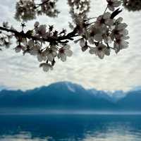 Montreux in Spring: A Lakeside Awakening 🌸🚂