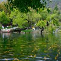 ปลาแซลมอล ที่อุทยานน้ำหยก