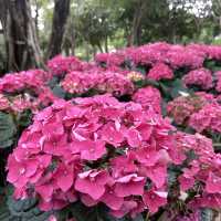 春日浪漫繡球花海・大安森林公園花季限定美景