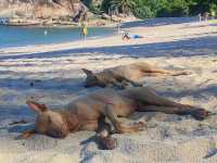 dog beach 