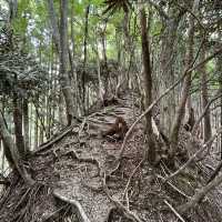 🌲【木梶山】⛰️ まつさかイレブン