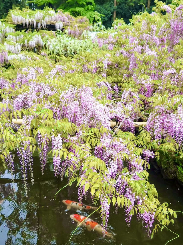 Rainy Day Bliss at Manyo Botanical Gardens