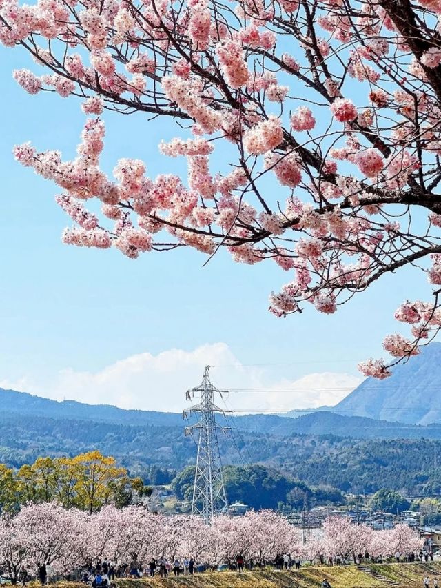 Wadaharajuku Station & Shiawase Road Cherry Blossoms | Yamanashi's Hidden Sakura Gem