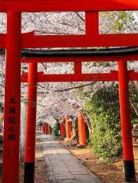 A Hidden Tunnel of Blossoms: Kyoto’s Secret Sakura Shrine