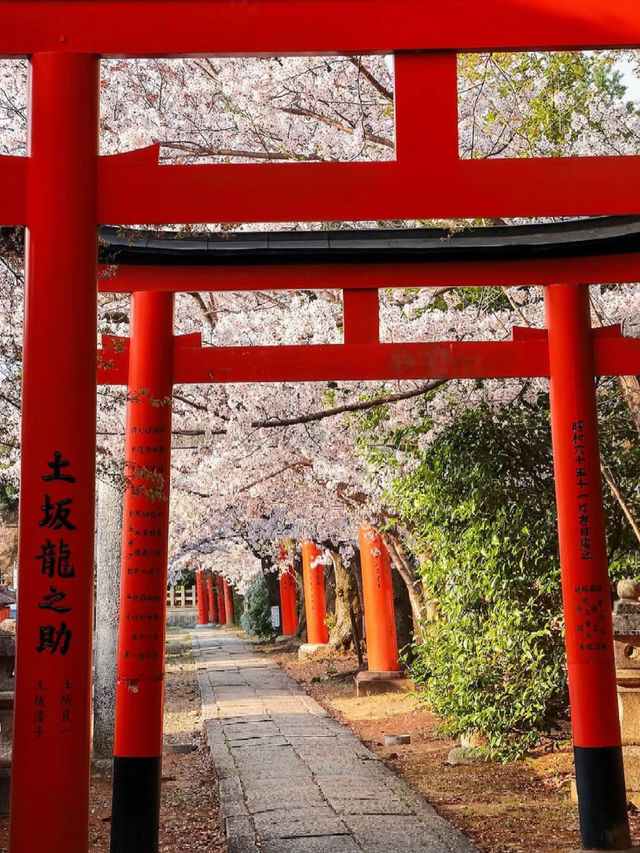 A Hidden Tunnel of Blossoms: Kyoto’s Secret Sakura Shrine