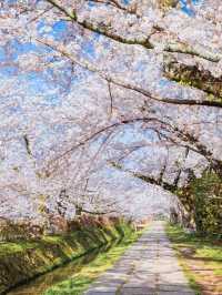 Strolling Through Petals and Philosophy: Kyoto’s Philosopher’s Path