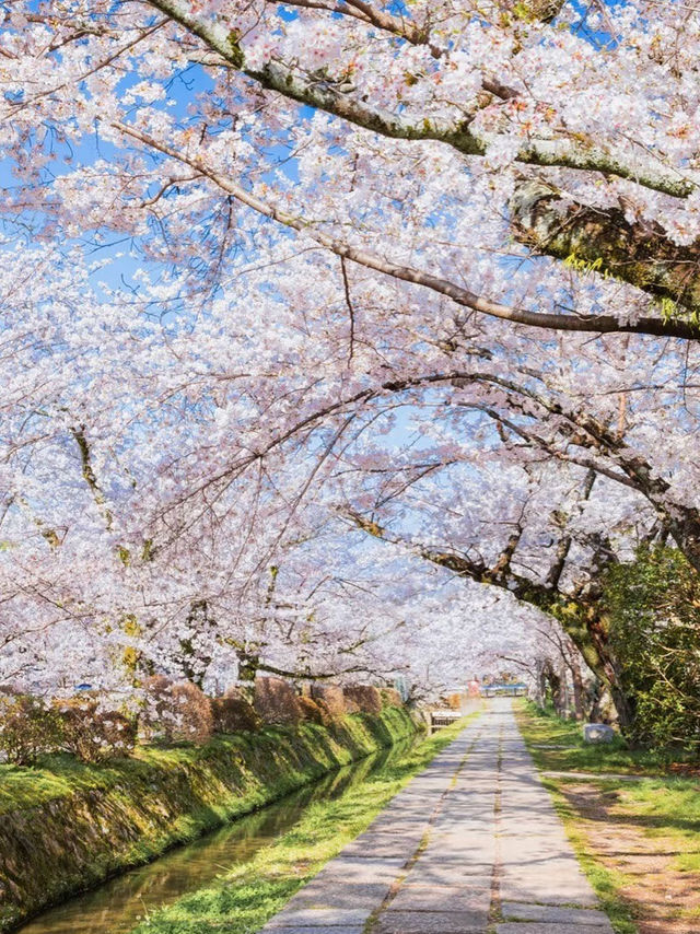Strolling Through Petals and Philosophy: Kyoto’s Philosopher’s Path