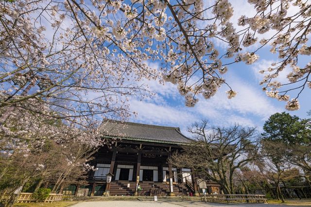 🌸 Shinnyo-do Temple: Kyoto’s Best-Kept Secret for Golden Hour Sakura 🌸