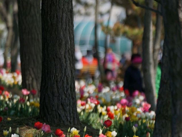 Kkotji Flower Farm in Chungcheongnamdo