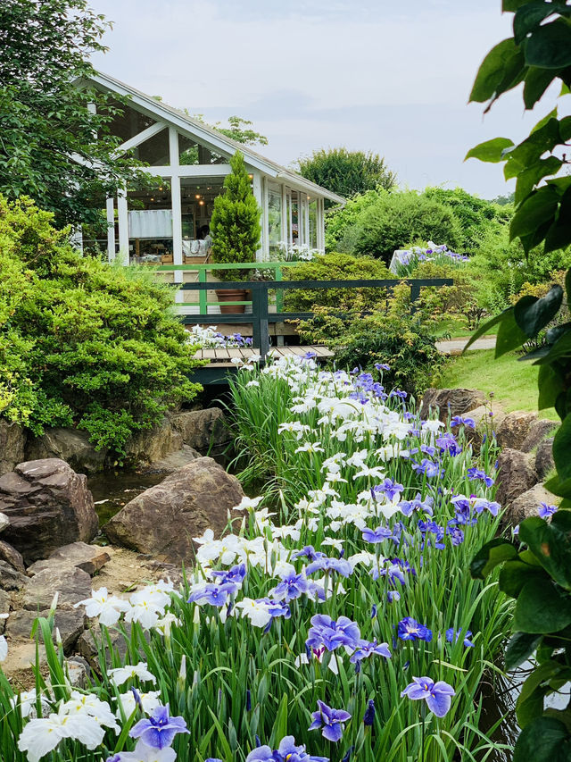 【栃木】藤の花だけでなく、菖蒲、紫陽花も素晴らしい