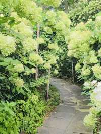 A White Cloud Descends: Discovering the Ethereal Hydrangea Seas of Jukwhagyeong