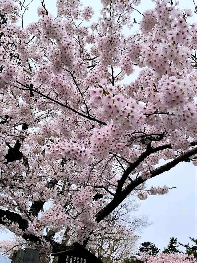 Matsumae Park Cherry Blossoms