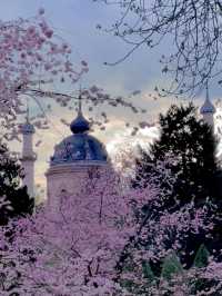 🇩🇪Cherry Blossom Dreamland in Schwetzingen, Germany