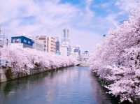 Ōoka River Cherry Blossom Walk: Yokohama's Best-Kept Sakura Secret