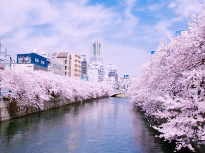 Ōoka River Cherry Blossom Walk: Yokohama's Best-Kept Sakura Secret