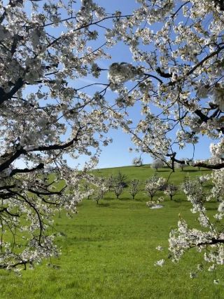 Clouds of Blossoms in Frick, Switzerland