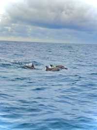 Dolphins trip at Sabang