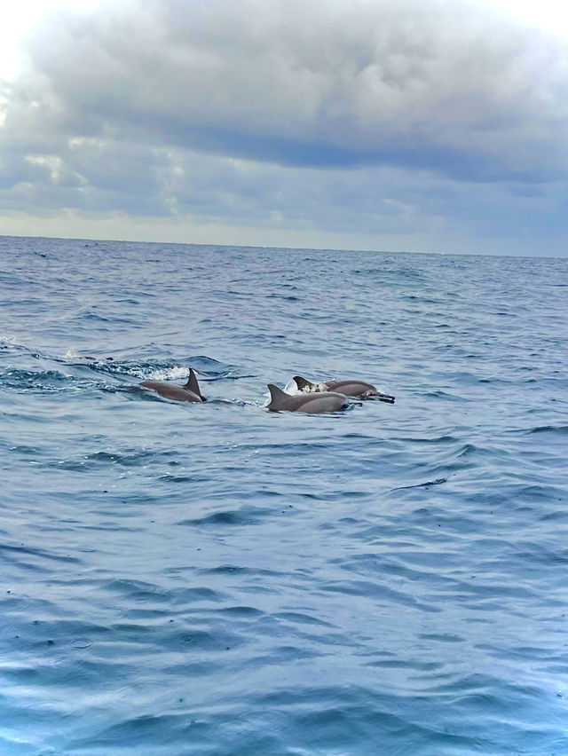 Dolphins trip at Sabang