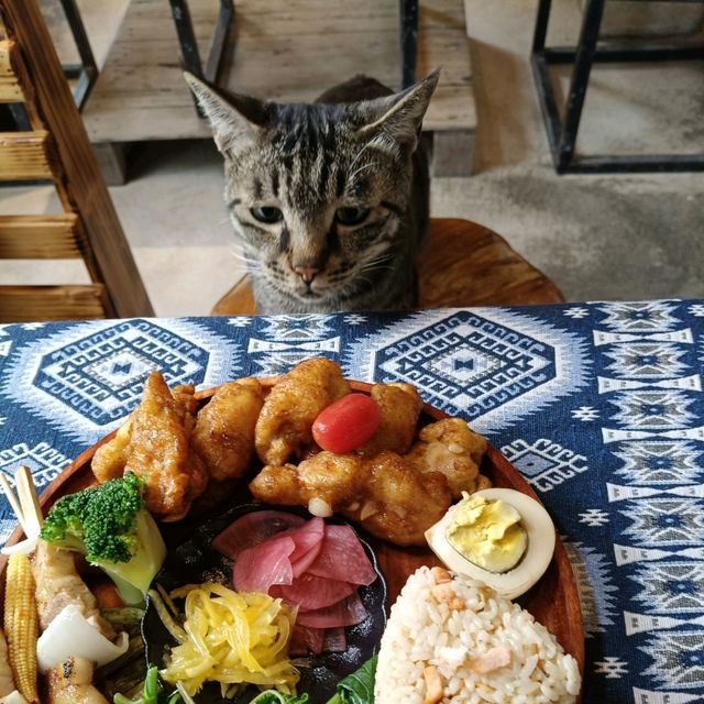 台東美食-有可愛親人貓咪的「部落草地便當」