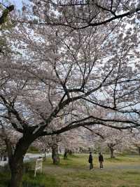 Wandering Around, Found Sakura, Ended Up in a Spring Daydream