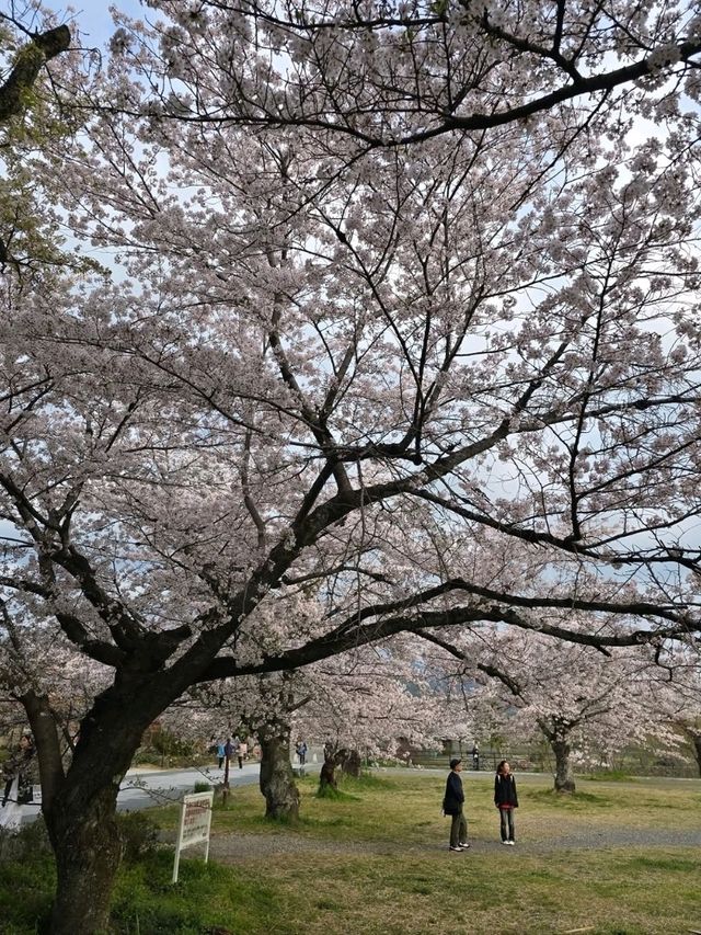 Wandering Around, Found Sakura, Ended Up in a Spring Daydream