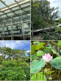 香港濕地公園｜生態與親子一日遊