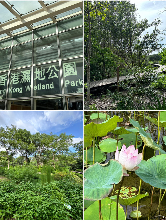 香港濕地公園｜生態與親子一日遊
