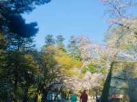 APRIL PANORAMA: MATSUMOTO’S MOUNTAIN BLOOM