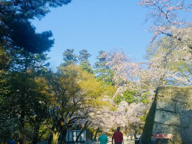 APRIL PANORAMA: MATSUMOTO’S MOUNTAIN BLOOM