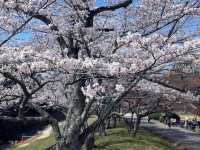 寶池公園櫻之林，京都本地人熱門的賞櫻景點