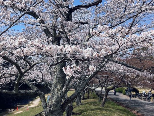 寶池公園櫻之林，京都本地人熱門的賞櫻景點