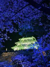 福岡看櫻花