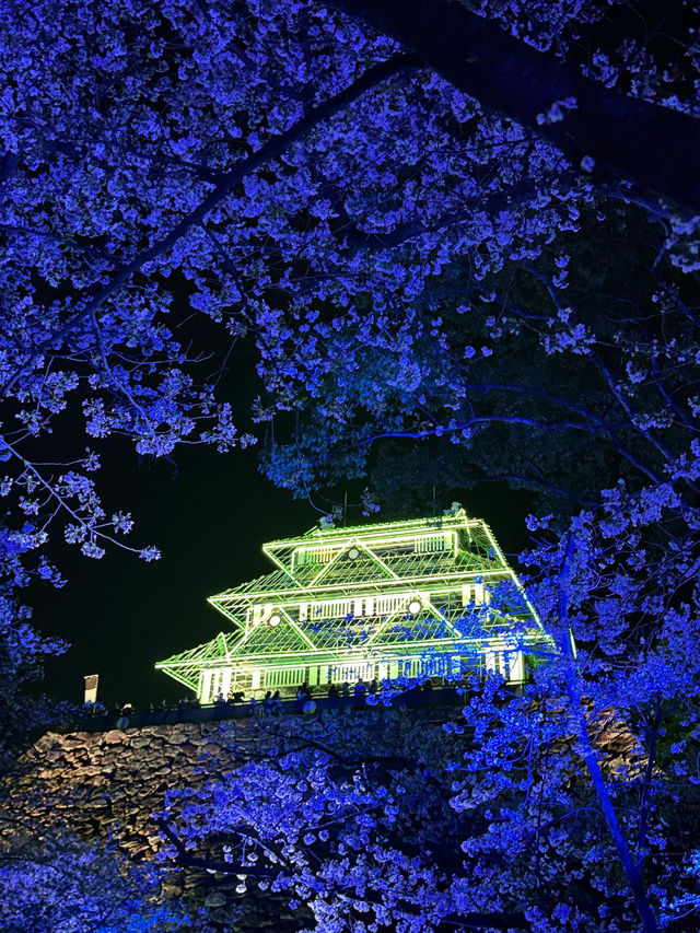 福岡看櫻花