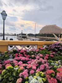 屯門黃金海岸繡球花節