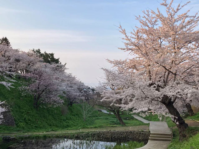 “The Last Bloom of Japan: Matsumae’s Northern Sakura Sanctuary”