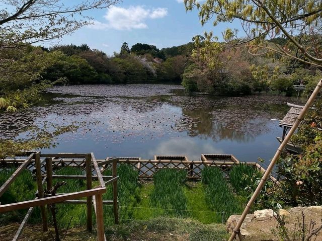 Rock Garden Feels at Ryoanji